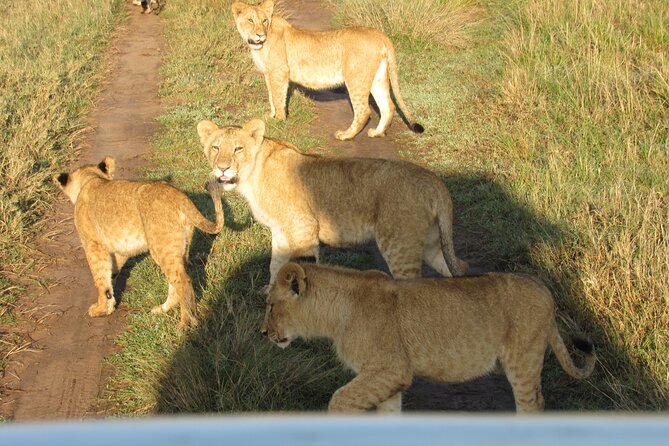 9 Days Amboseli-Ol Pejeta-Aberdare-Nakuru-Naivasha-Masai Mara - Day 4 Aberdare National Park: The Ark Lodge and Night Watching at a Waterhole