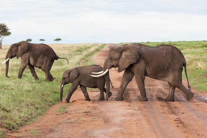 9-Days Best of Kenya Wildlife Private 4X4 Jeep Safari - A Private 4x4 Circuit Through Kenya’s Top Wildlife Parks