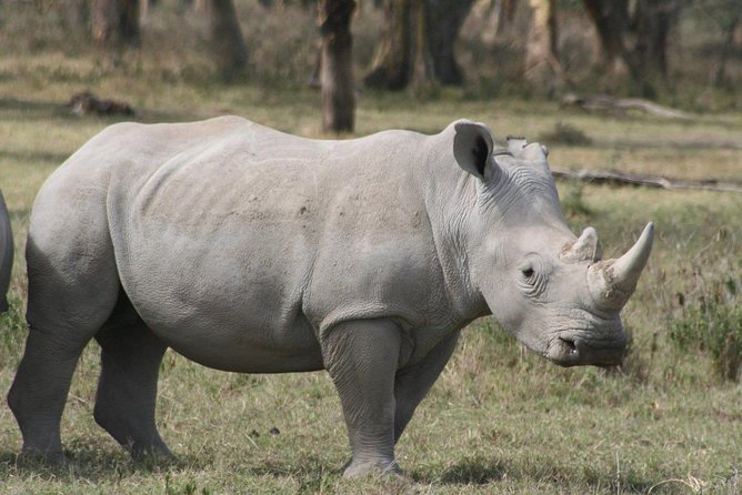 9-Days Best of Kenya Wildlife Private 4X4 Jeep Safari - Day 3: Lake Nakuru, Scenic Stops, and a Rhino Sanctuary Option