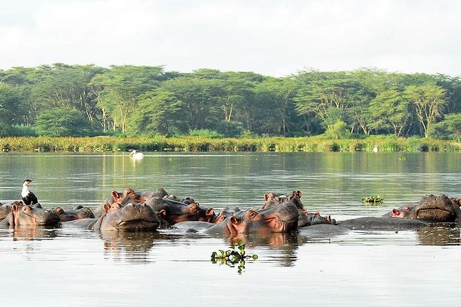 9-Days Best of Kenya Wildlife Private 4X4 Jeep Safari - Day 4: Lake Naivasha Boat Time and Optional Hell’s Gate Ride and Trek