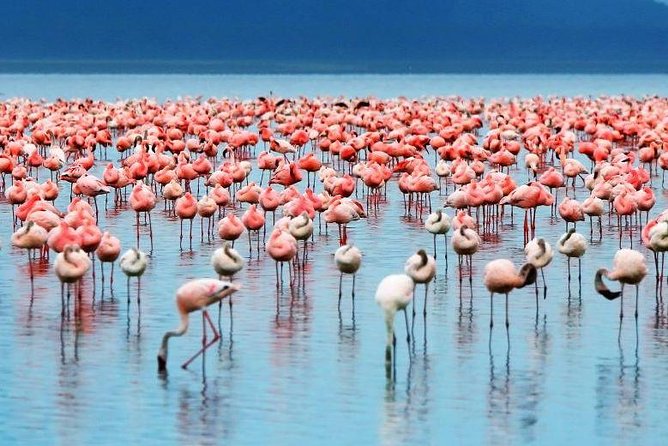 9-Days Best of Kenya Wildlife Private 4X4 Jeep Safari - Days 5 and 6: Amboseli for Kilimanjaro Views and Unlimited Drives