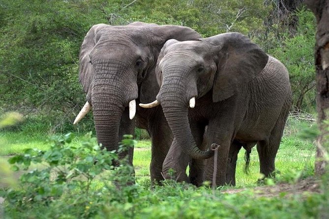 9-Days Best of Kenya Wildlife Private 4X4 Jeep Safari - Day 7 to 8: Tsavo West, Mzima Springs, and Tsavo East