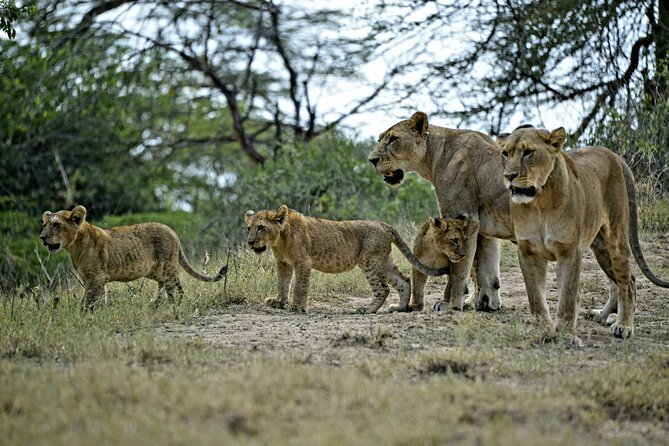9- Days Classic Kenya Family Safari - Day 1: Nairobi to Maasai Mara, First Game Drive After a Big Journey