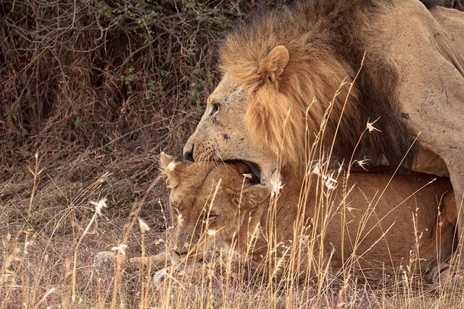 9- Days Classic Kenya Family Safari - Day 4: Lake Naivasha Boat Ride, plus Optional Hells Gate for Trekking