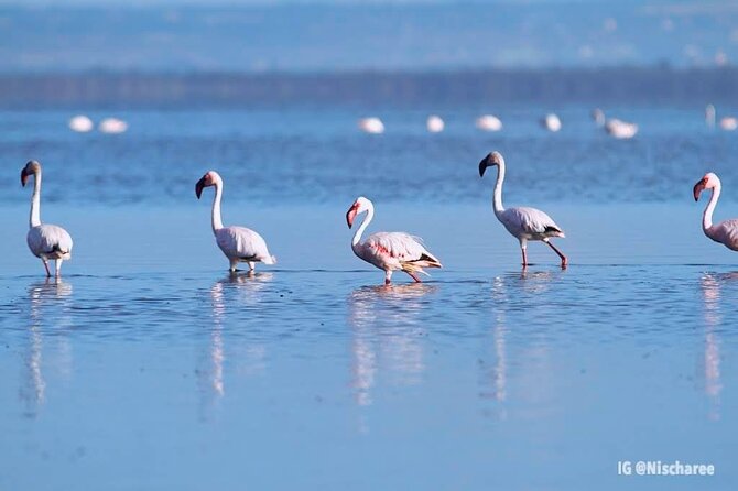 9- Days Classic Kenya Family Safari - Your Guide Team Matters: Peter’s Responsiveness and Edward’s Bird Focus