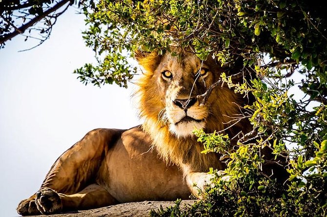 9 Days Kenya and Tanzania Wildlife Experience - Why This Kenya-and-Tanzania Safari Route Makes Sense