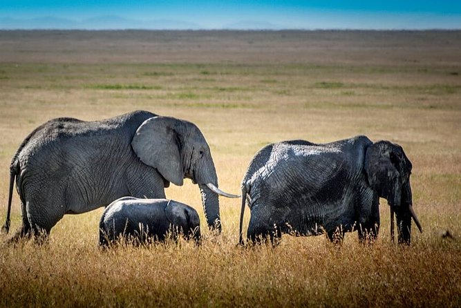 9 Days Kenya and Tanzania Wildlife Experience - Ngorongoro Day 7: Half-Day Crater Viewing, Then Lake Manyara