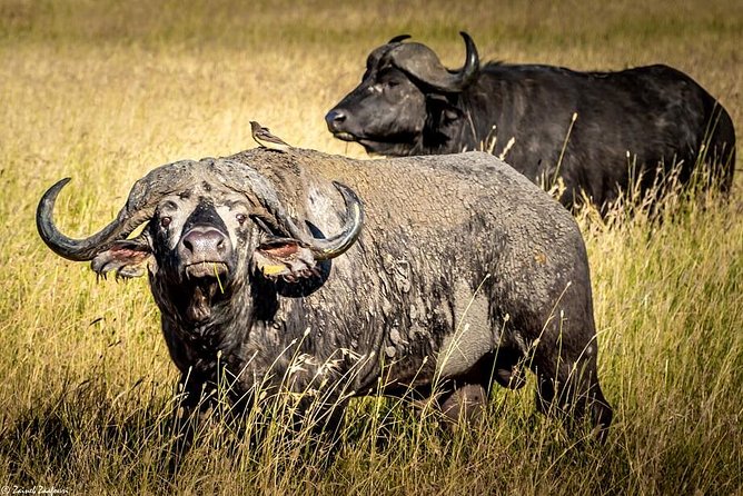 9 Days Kenya and Tanzania Wildlife Experience - Masai Mara Day 3: The 6:30 AM Advantage and a Second Afternoon Push