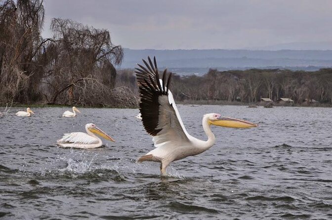 9 Days Kenya Classic Lodge Safari - Key highlights you will feel fast