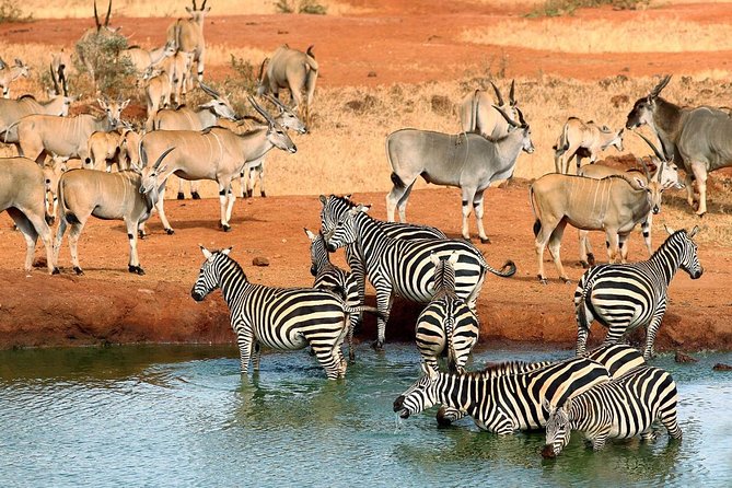 9 Days Kenya Classic Lodge Safari - Price and value: what you are paying for at $3,775 per person