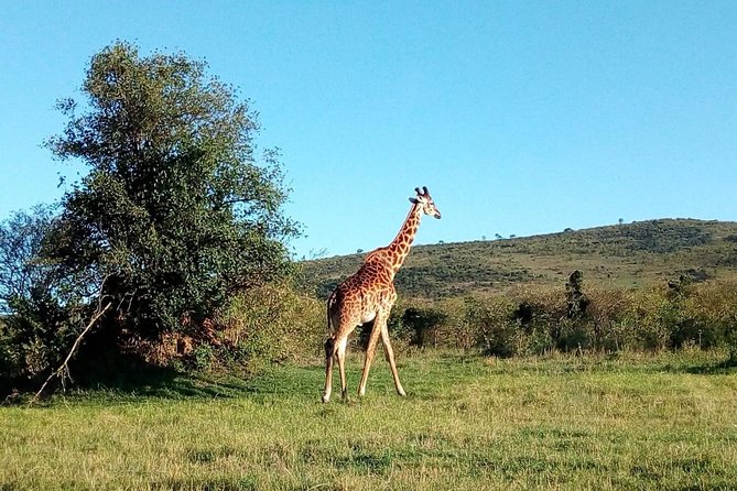 9 Days Kenya Classic Lodge Safari - Transport in an open-top minivan: great views, real comfort planning