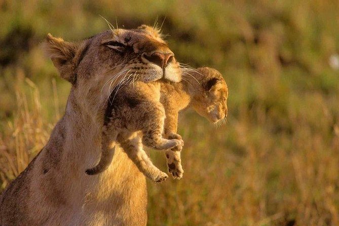 9 Days Kenya Classic Lodge Safari - Customization and coast add-on: useful flexibility