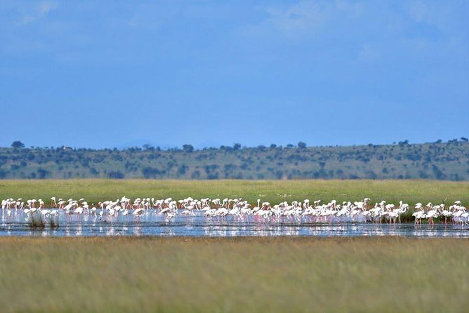 9 Days Samburu- Nakuru- Mara-Naivasha- Amboseli Wild Safari - Kenya Safari Route in 9 Days: How the Parks Connect