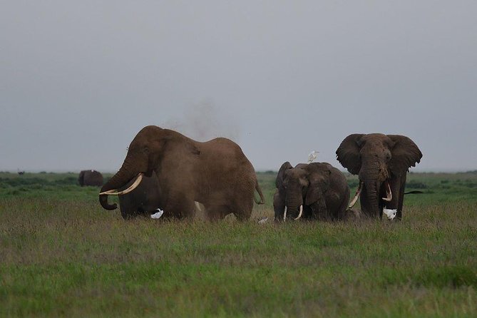 9 Days Samburu- Nakuru- Mara-Naivasha- Amboseli Wild Safari - Amboseli: Elephants, Kilimanjaro Views, and the End-Game Safari Feeling