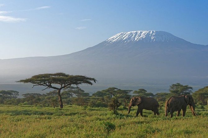 9 Days Samburu- Nakuru- Mara-Naivasha- Amboseli Wild Safari - What the Small-Group Driving Style Means for Your Sightings
