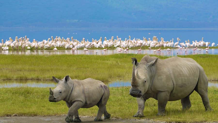 A day tour; Lake Nakuru national park& L. Naivasha Boat ride - A fast safari day: Nairobi to Nakuru, then Naivasha