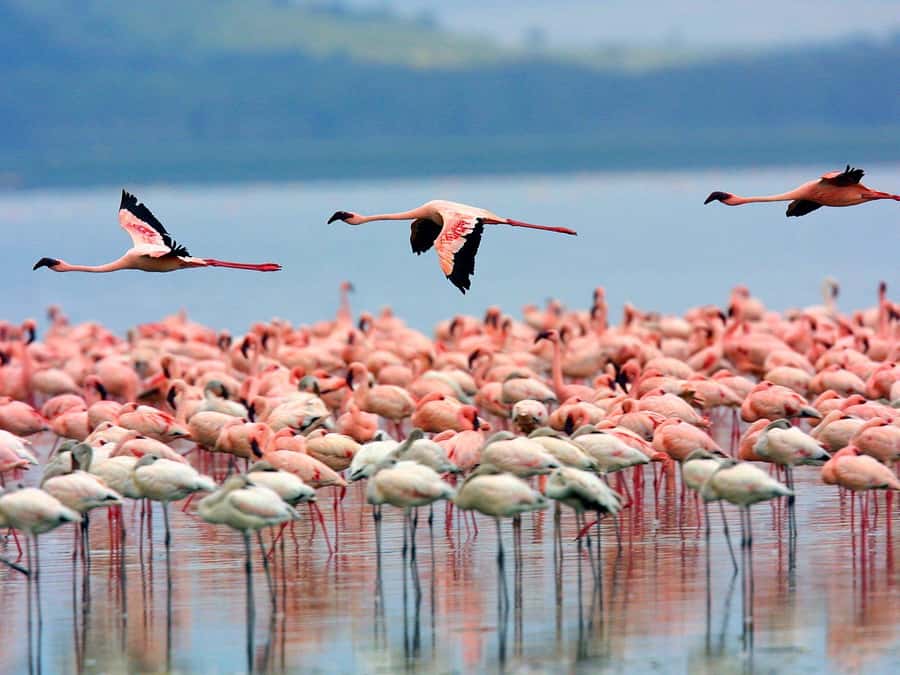 A day tour; Lake Nakuru national park& L. Naivasha Boat ride - Lake Nakuru National Park: flamingos, rhinos, and open-roof game viewing
