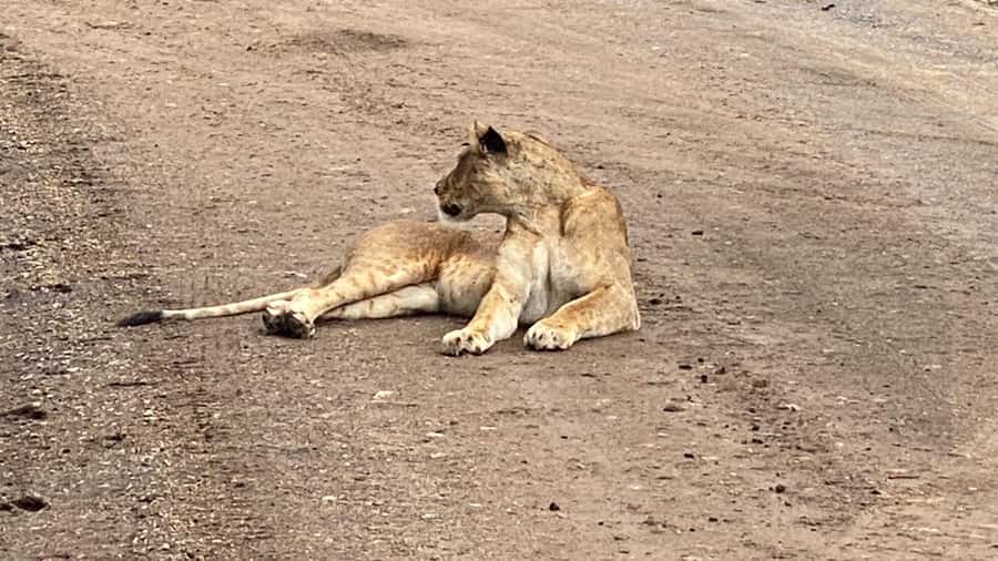 A day tour; Lake Nakuru national park& L. Naivasha Boat ride - Eagle feeding and close animal moments you can aim for