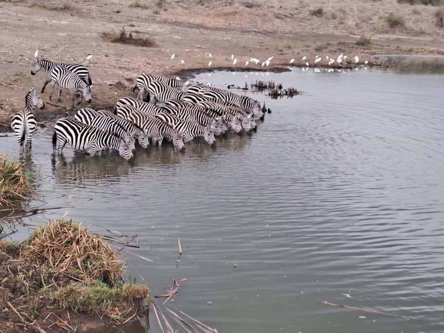 A day tour; Lake Nakuru national park& L. Naivasha Boat ride - Price and value: what you get at $145, and what is extra