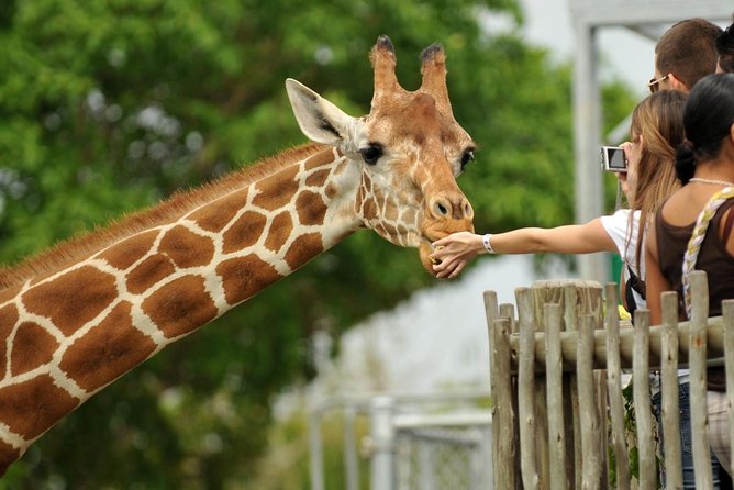A Day Tour to Giraffe Center in Nairobi Kenya - Key Highlights at Nairobi’s Giraffe Centre