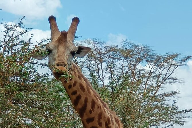 A Day Tour to Giraffe Center in Nairobi Kenya - Price and value: what $78 includes and what to watch for