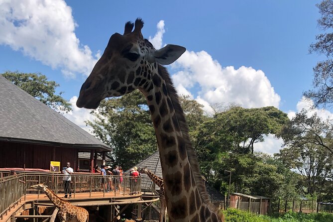 A Day Tour to Giraffe Center in Nairobi Kenya - Who should book this giraffe visit (and who should reconsider)