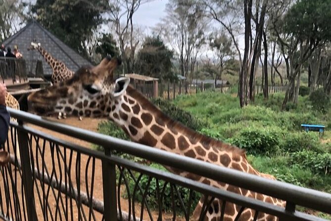A Day Tour to Giraffe Center in Nairobi Kenya - What Rothschild giraffe breeding and release really means here