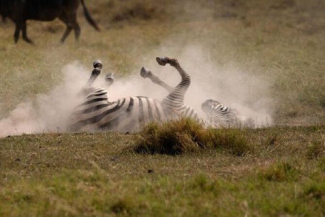 A thrilling Kenya 4 Days Adventure: Masai Mara &Lake Nakuru - Lake Nakuru sunrise drive: flamingos, rhinos, and birding energy