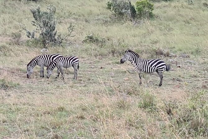 A thrilling Kenya 4 Days Adventure: Masai Mara &Lake Nakuru - Price and value: is $1,500 fair for Masai Mara plus Lake Nakuru?