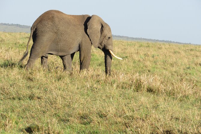 Adventure-fueled 3 Days Maasai Mara Safari - Enchoro Wildlife Camp: what two nights is really for