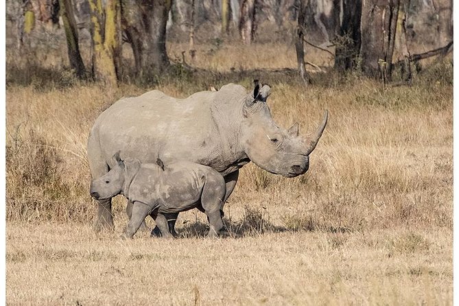 African Wildlife & Nature - 5 Kenya national parks - 6 day Jeep Safari - Day 1 Tsavo West: Savanna Driving, Volcanic Vibes, and a Rhino Sanctuary Hour