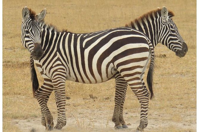 African Wildlife & Nature - 5 Kenya national parks - 6 day Jeep Safari - Day 4 Hell’s Gate by Bicycle, Then Into Maasai Mara for Afternoon Game Viewing