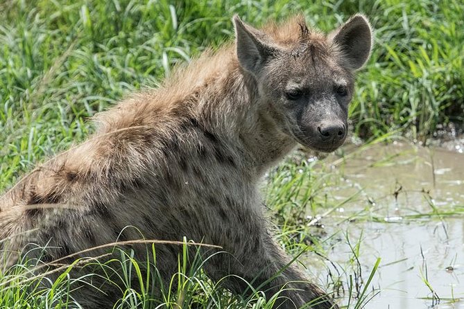 African Wildlife & Nature - 5 Kenya national parks - 6 day Jeep Safari - Guides, Organization, and What the Best Feedback Really Signals