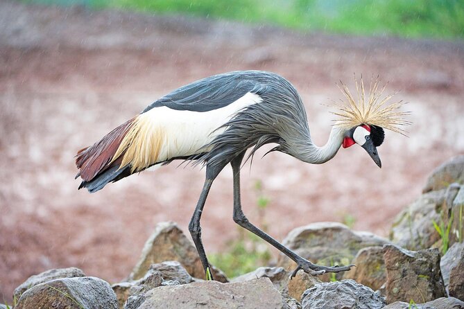 African Wildlife Safari 7 Days - Key highlights to look for