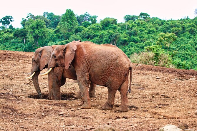 African Wildlife Safari 7 Days - Nairobi start at Sarova Panafric, then you get the safari mood fast