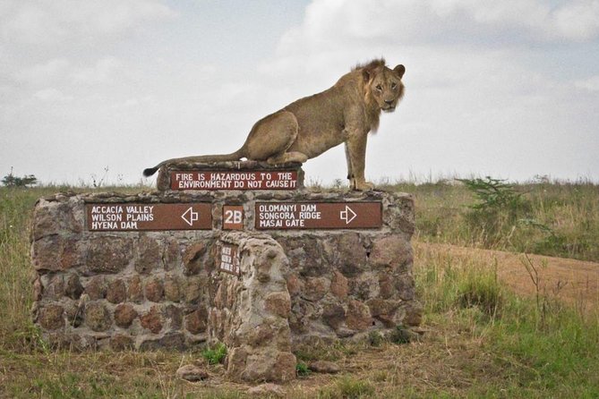 Afternoon half day mini safari to Nairobi National Park - Why Nairobi National Park is ideal for a one-afternoon safari