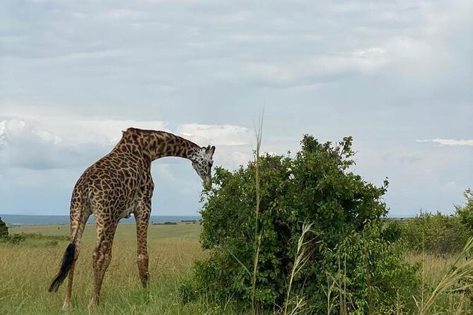 Afternoon half day mini safari to Nairobi National Park - Lions, rhinos, zebra, and the realistic safari tradeoffs