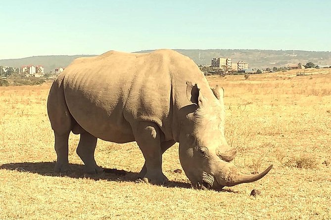 Afternoon half day mini safari to Nairobi National Park - How to make the most of four hours in the park