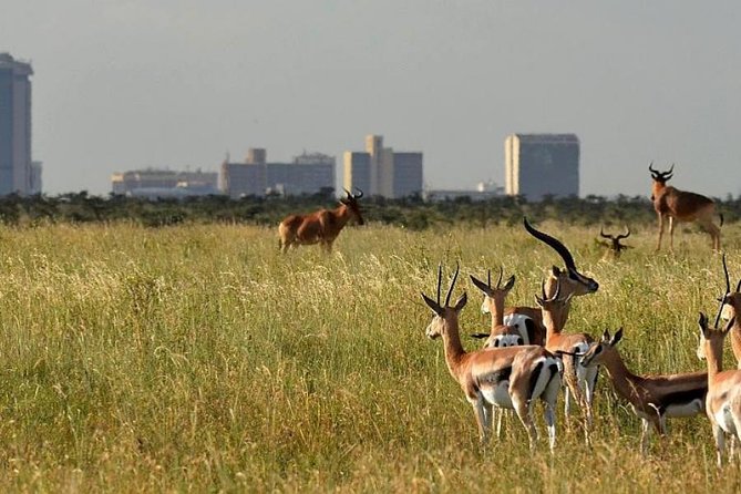 Afternoon half day mini safari to Nairobi National Park - Who should book this mini safari, and who might want more time