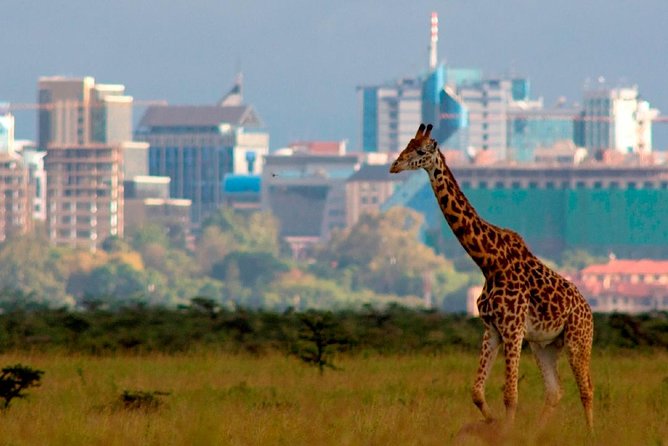 Afternoon half day mini safari to Nairobi National Park - The pop-up roof safari vehicle: the difference you feel instantly