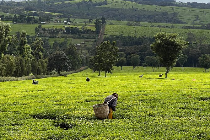 Agro-Tourism Tea Workshop in Nandi Hills - Key points before you go