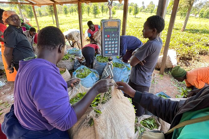 Agro-Tourism Tea Workshop in Nandi Hills - Why this Nandi Hills tea workshop feels different from a typical factory stop