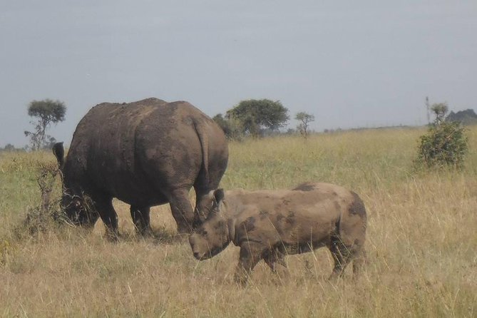 Airport Pick Up To Nairobi National Park / Drop Off - Price and Value: Paying for Transportation and Expert Driving Time