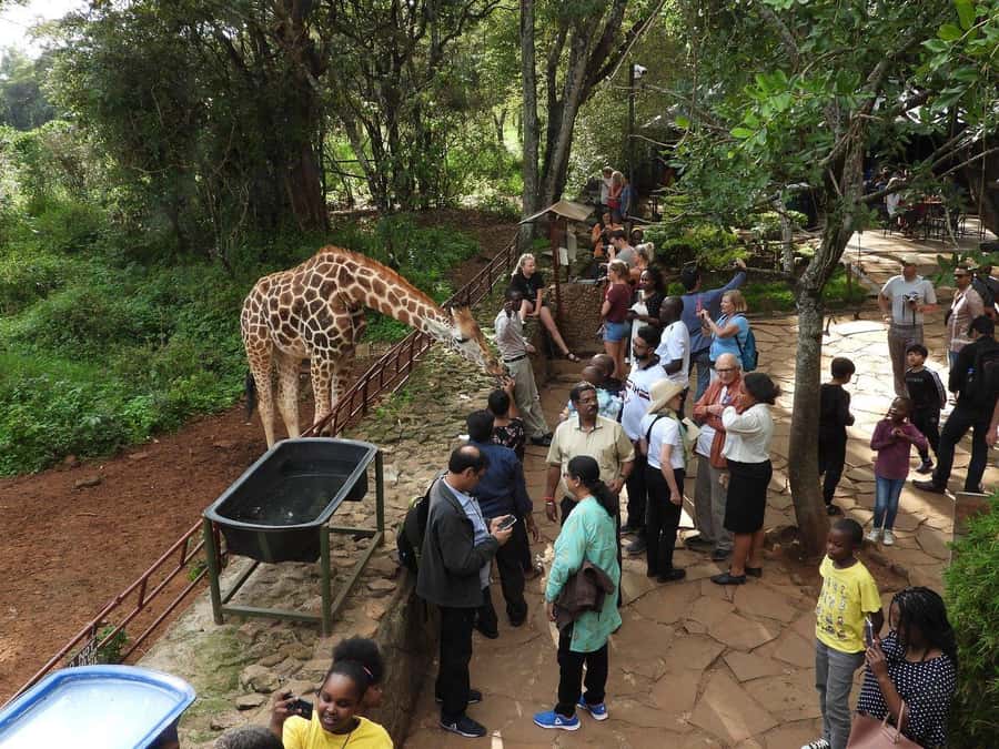 All-Inclusive: Giraffe Centre & Kazuri Beads Factory Visit - Key things you will notice on this tour