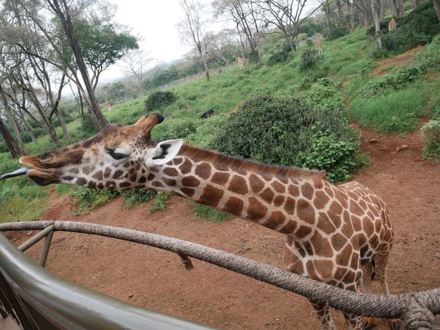 All-Inclusive: Giraffe Centre & Kazuri Beads Factory Visit - From Nairobi pickup to Karen Giraffe Centre time
