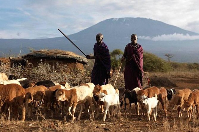 Amboseli Day Tour from Nairobi - The Top Things That Make This Amboseli Day Tour Work