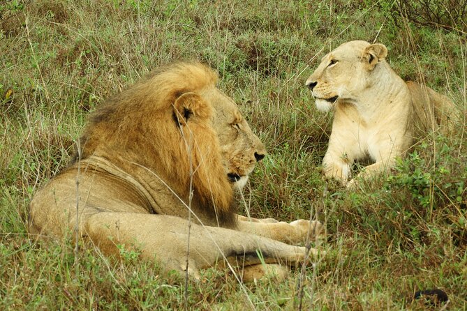 Amboseli Day Tour from Nairobi - Guides Matter, and This Tour Has a Strong Track Record