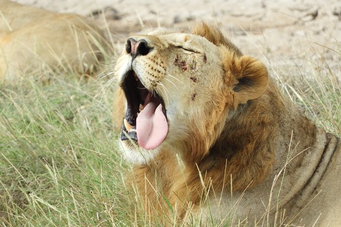Amboseli Day Tour from Nairobi - Price and Value: What You’re Paying For, and What Isn’t Included