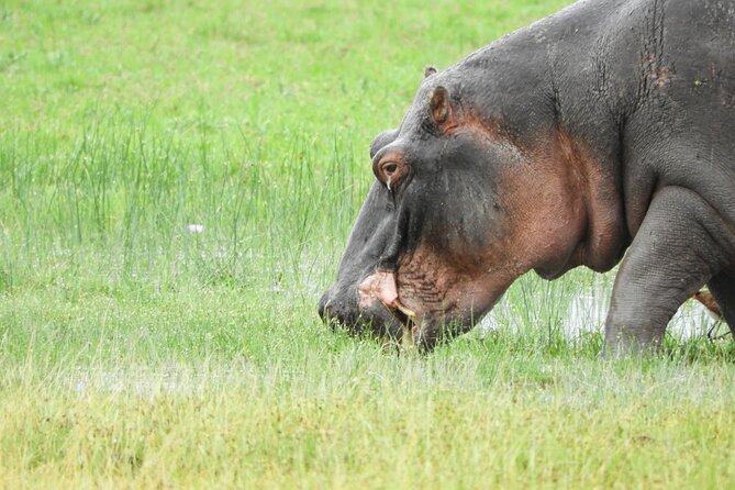 Amboseli Day Tour from Nairobi - Group Size, Atmosphere, and How Crowds Can Affect Your Experience