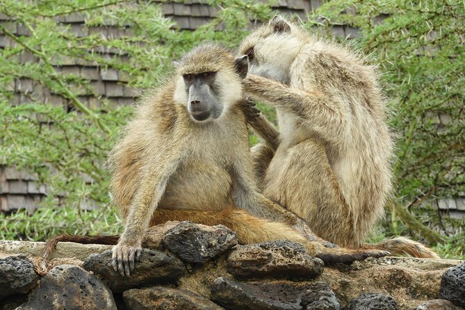 Amboseli Day Tour from Nairobi - Who This Day Trip Is Best For